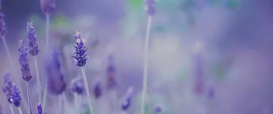 Changing a Will after death – Deed of variation